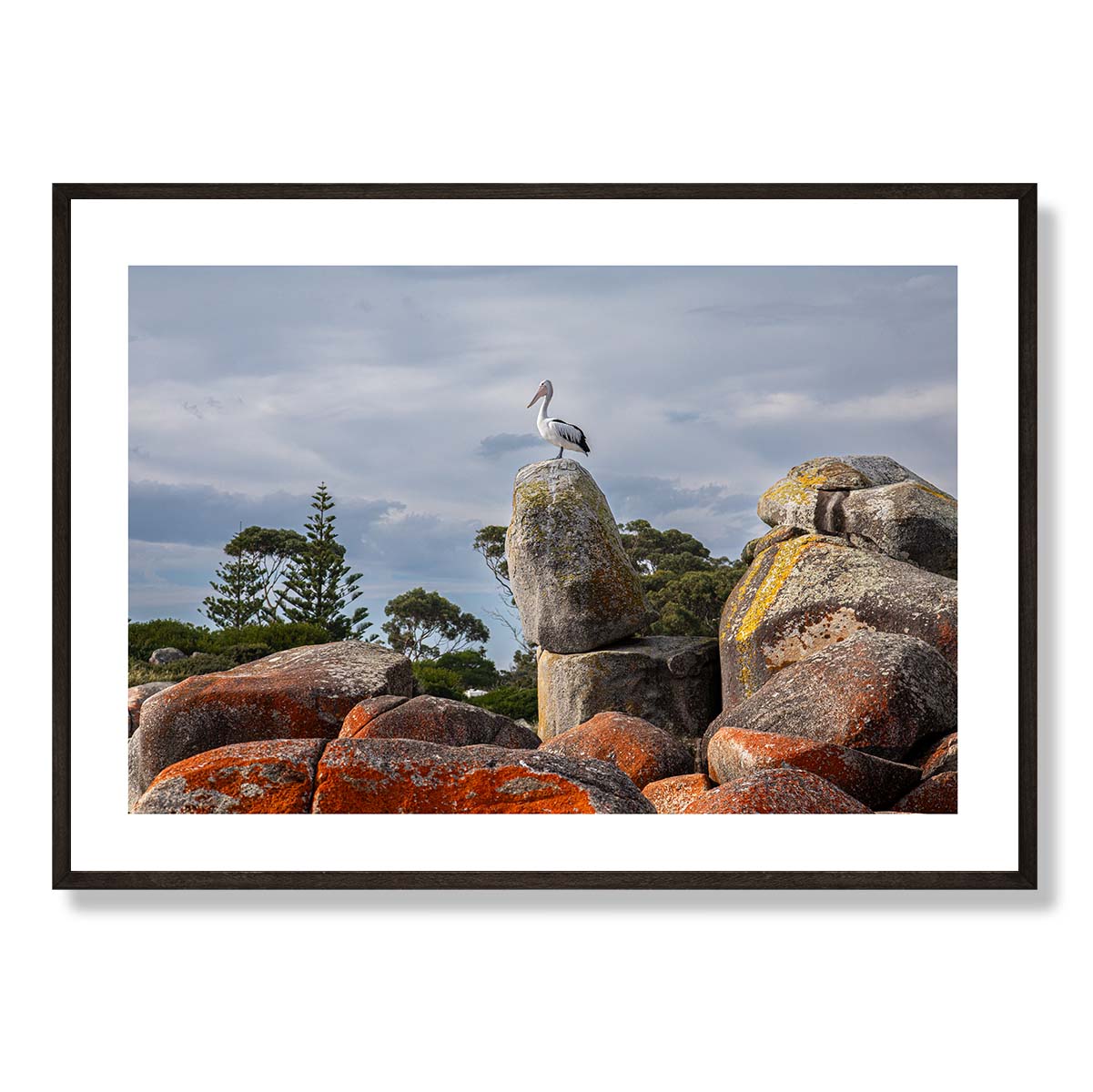 The Pelican Binalong Bay Art Print
