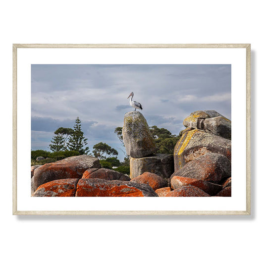 The Pelican Binalong Bay Art Print