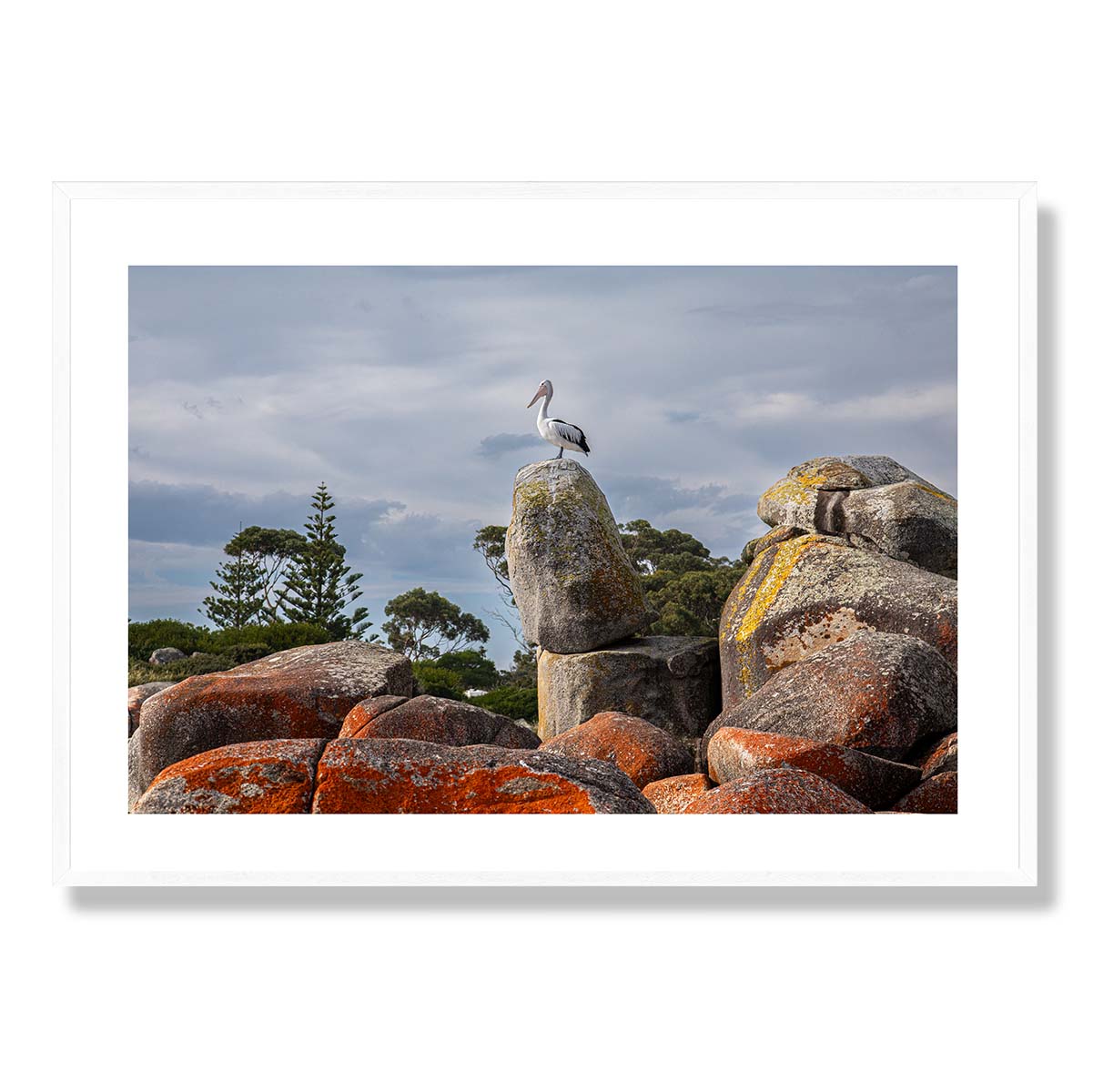 The Pelican Binalong Bay Art Print