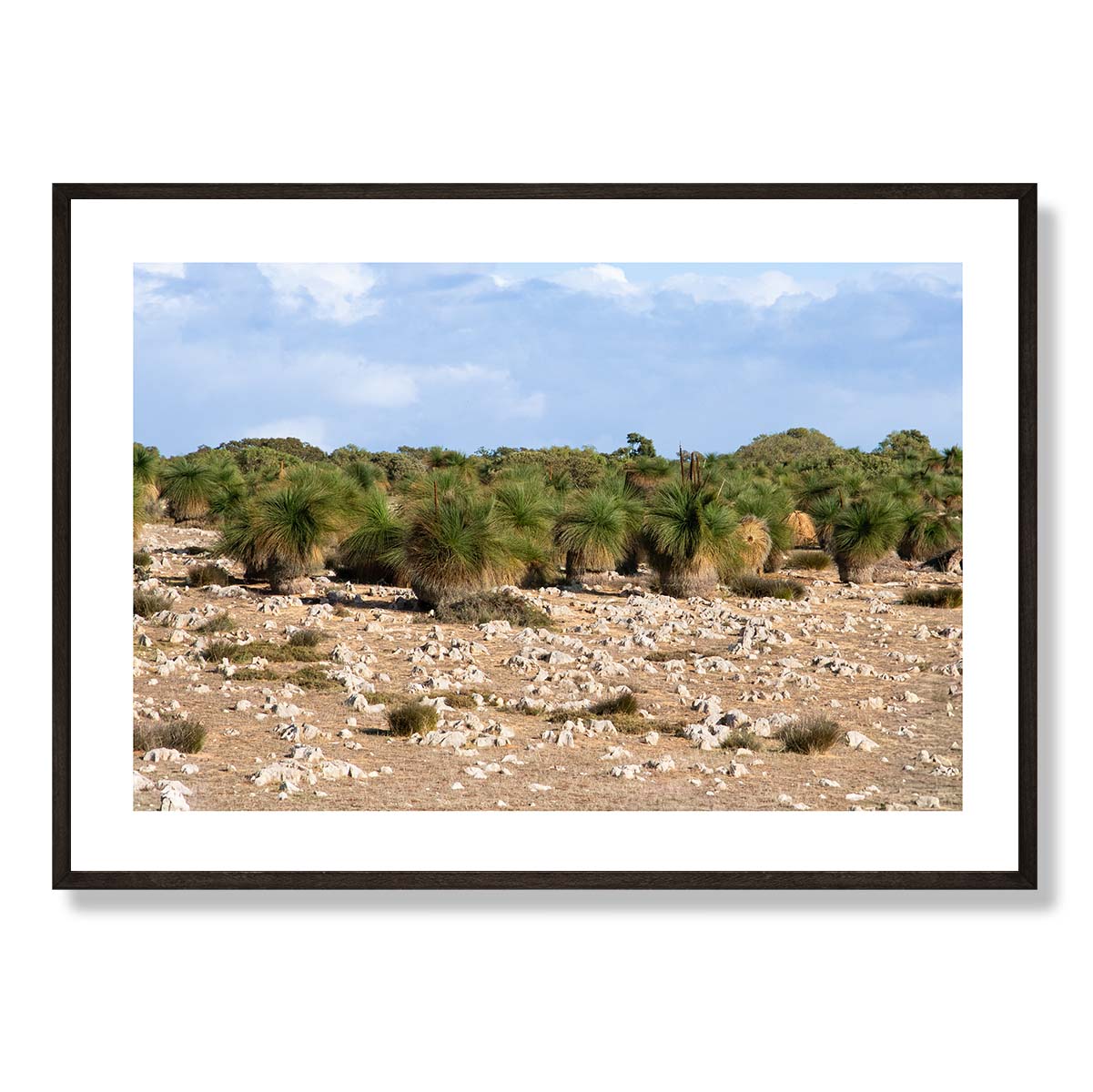 Grasstrees near Breton Bay Western Australia Art Print