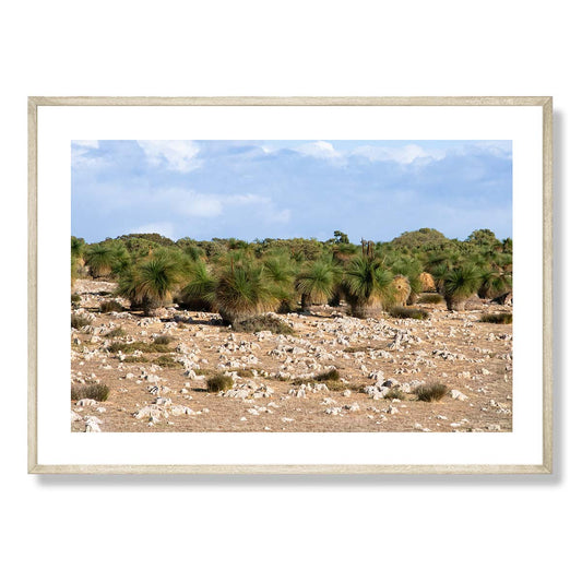 Grasstrees near Breton Bay Western Australia Art Print