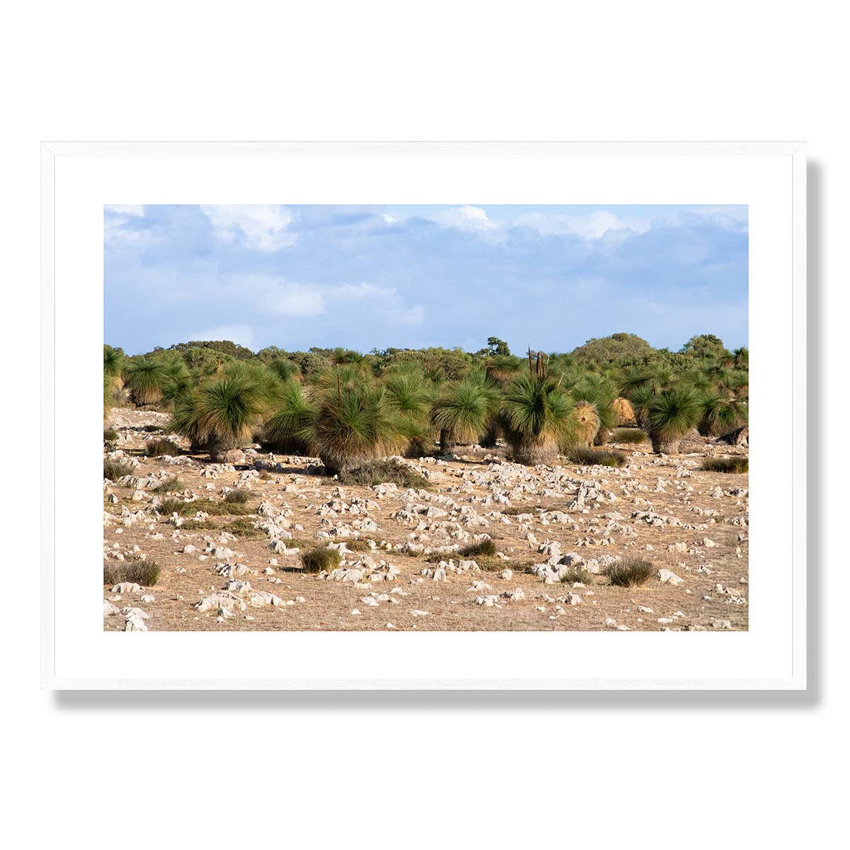 Grasstrees near Breton Bay Western Australia Art Print