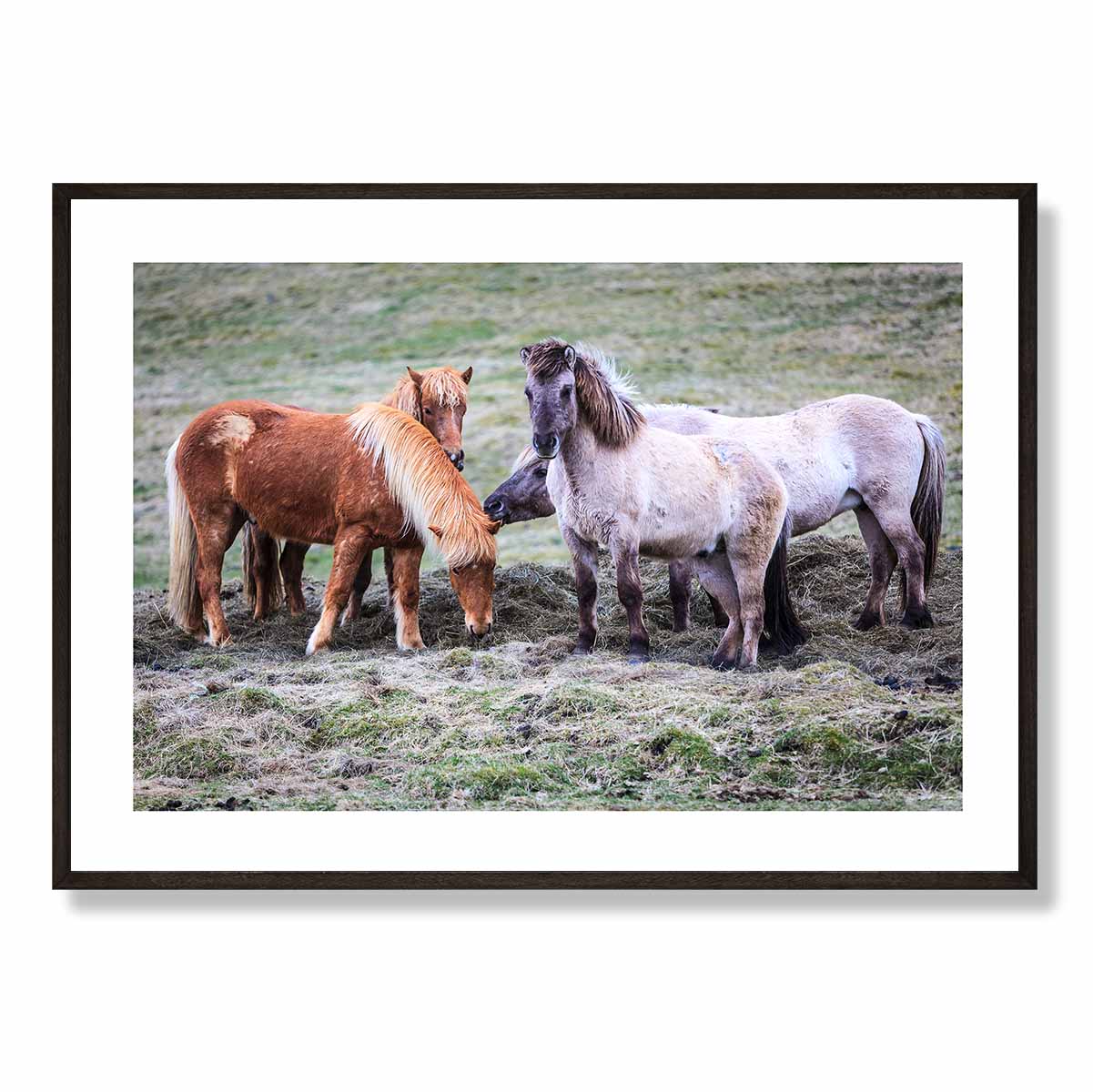 Icelandic Horses Art Print