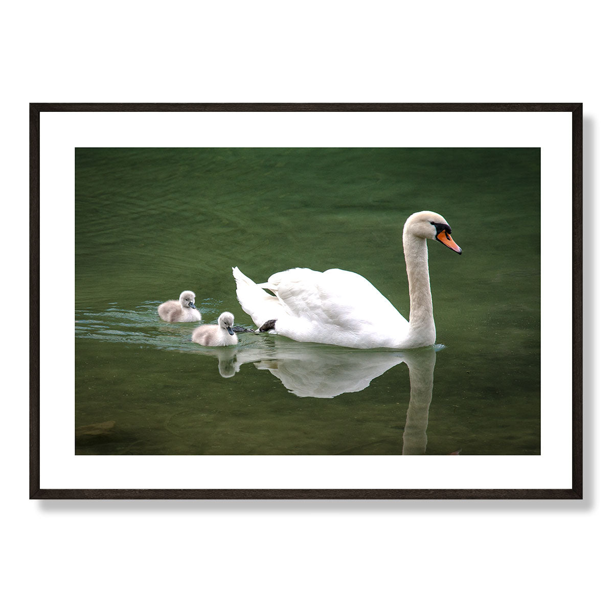 The Swans Lake Bled