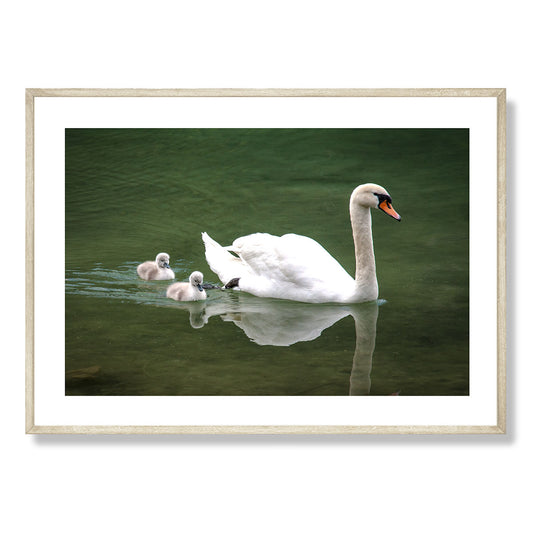 The Swans Lake Bled