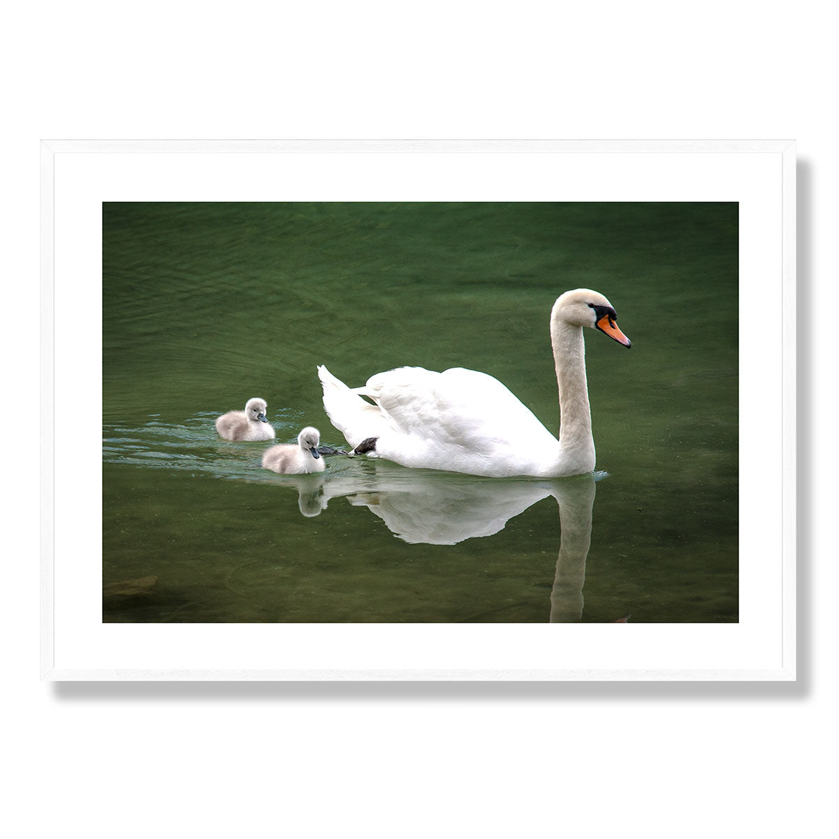 The Swans Lake Bled