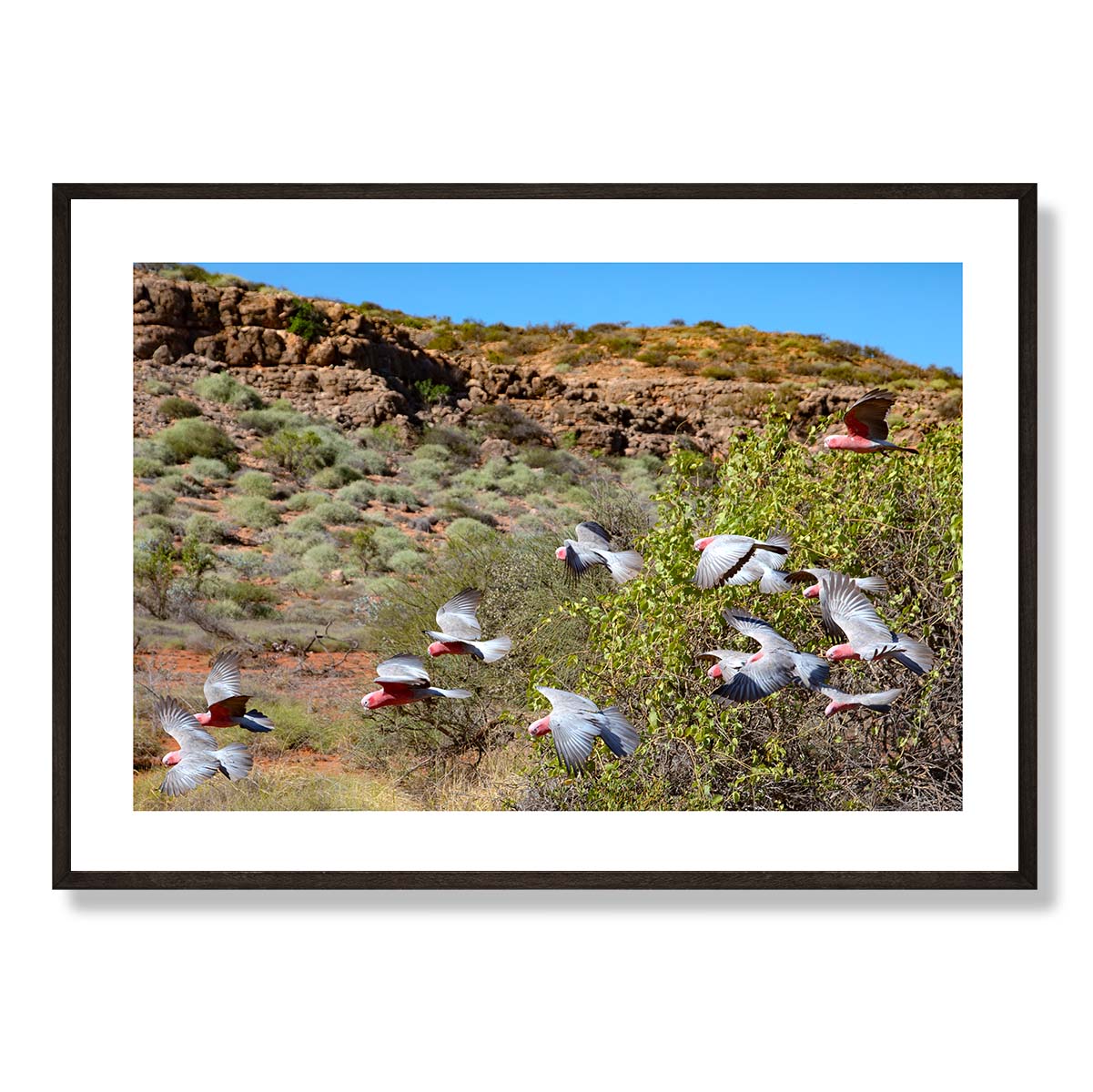 Pink Galahs near Yardie Creek Art Print