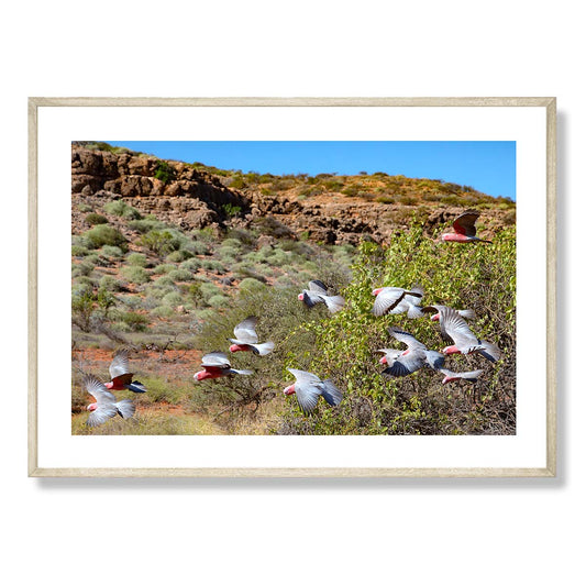 Pink Galahs near Yardie Creek Art Print