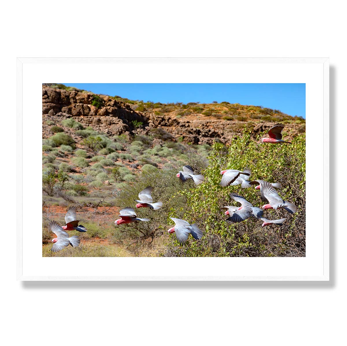 Pink Galahs near Yardie Creek Art Print