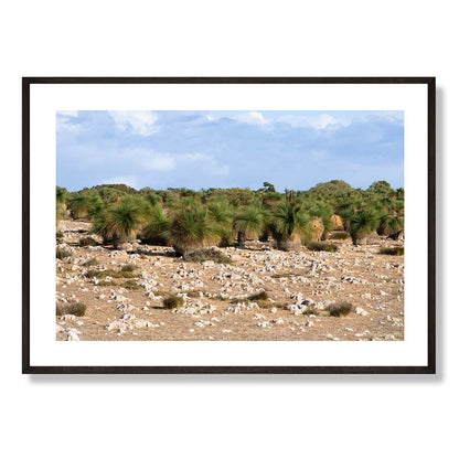 Grasstrees near Breton Bay Western Australia Art Print