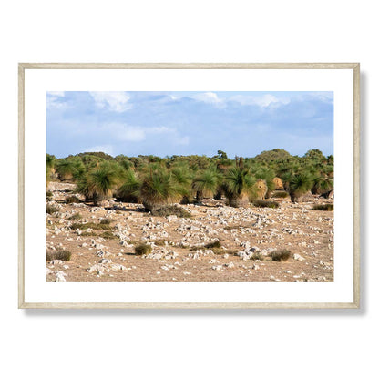 Grasstrees near Breton Bay Western Australia Art Print