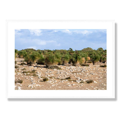 Grasstrees near Breton Bay Western Australia Art Print
