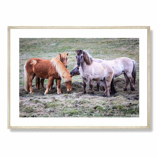 Icelandic Horses Art Print