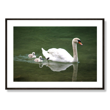 The Swans Lake Bled